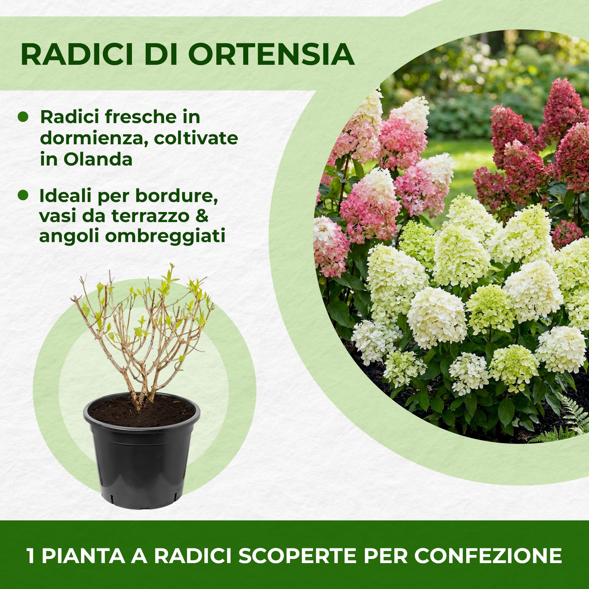 Piante Vere da Esterno - 2 Ortensie Paniculata Pink and Rose - Perenni
