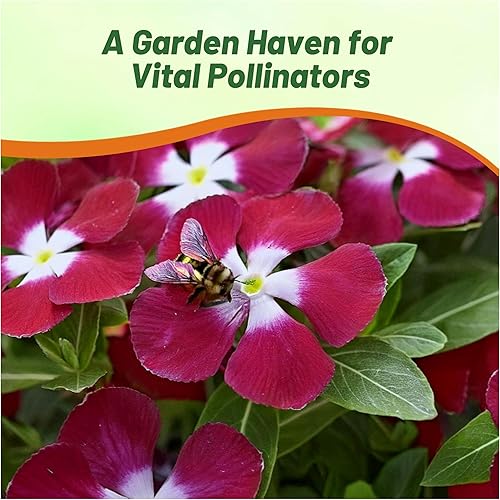 Miniatura 6 de Outsidepride Bígaro Vinca Borgoña Flores de jardín y plantas de cobertura del suelo - 100 semillas