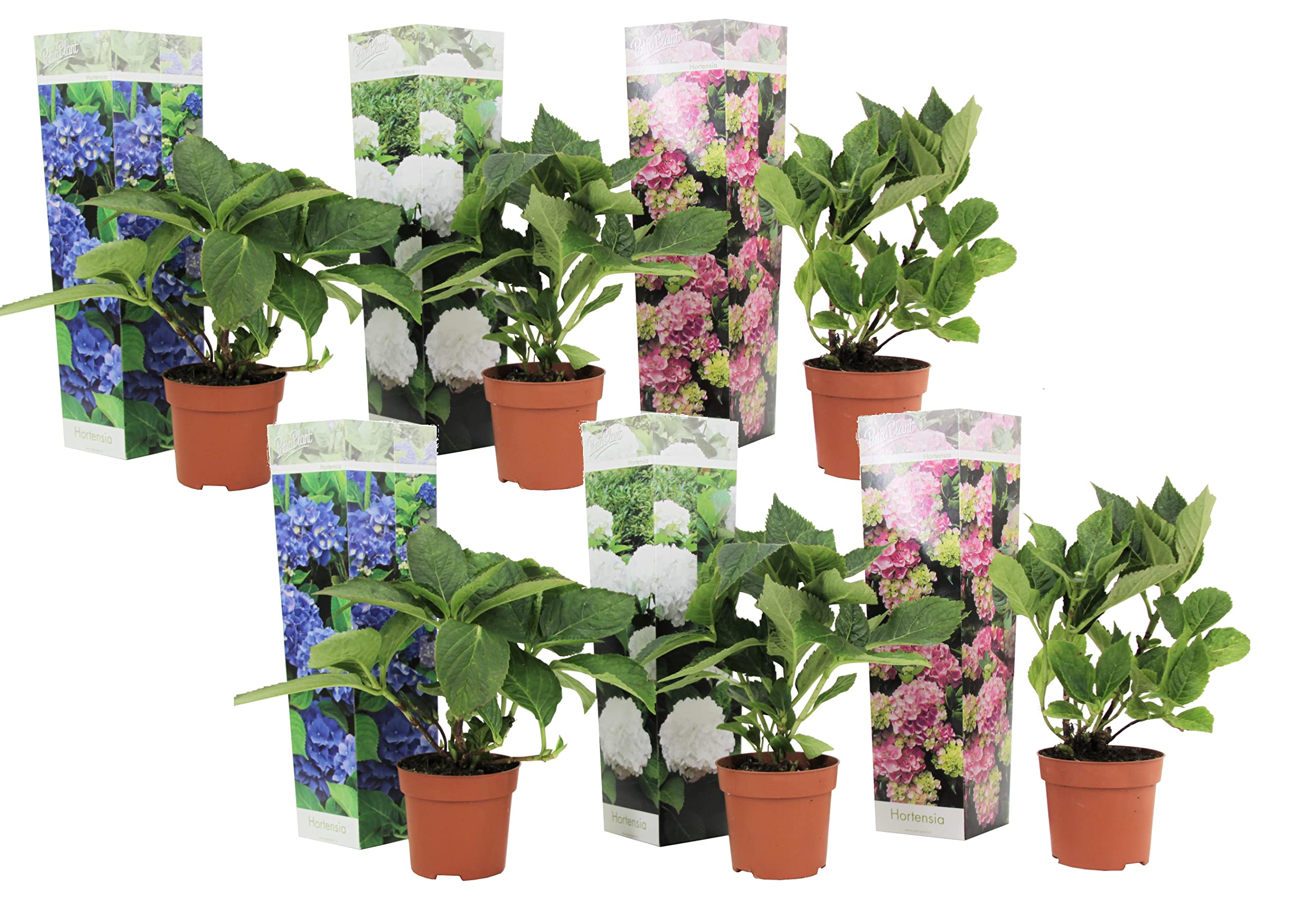 Plant in a Box - Hydrangea macrophylla 'Early Blue', 'Early Pink', 'Wudu' - Ortensia - Misto di 6 - Vaso 10,5 cm - Altezza 25-40 cm
