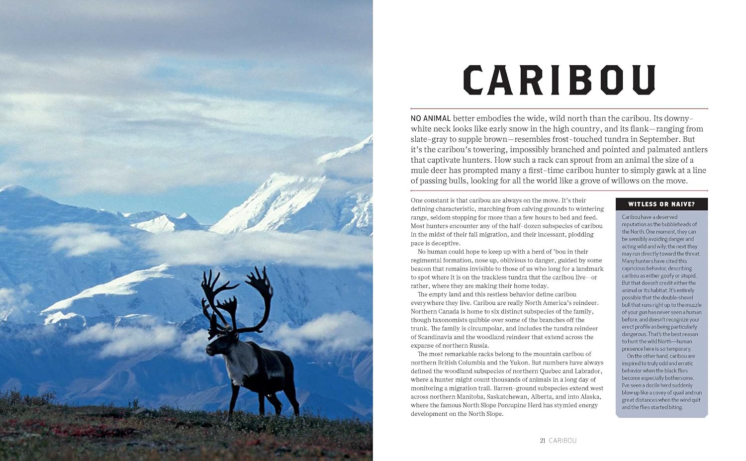 How to Hunt Everything (Outdoor Life)