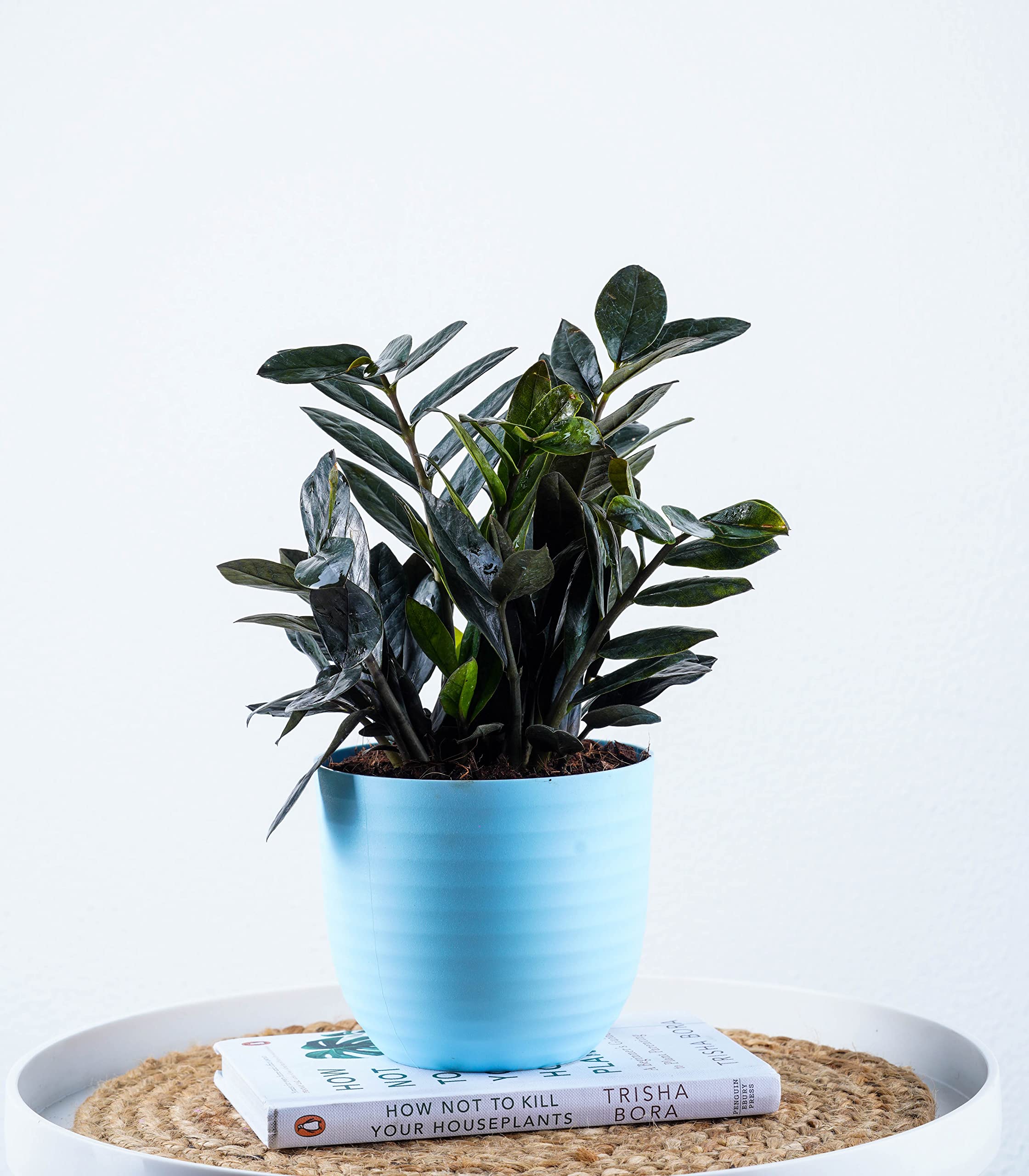 buy zz plant raven ZZ - Raven main image 1