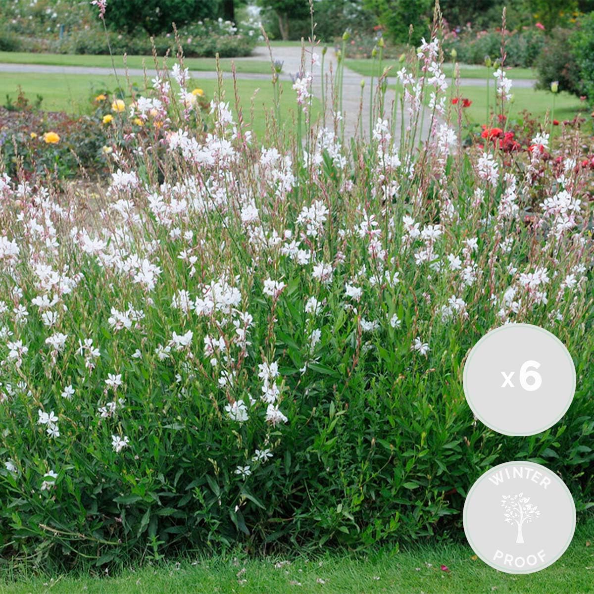 Bloomique - Lot de 6 - Gaura Lindheimeri - Gaura - Plantes de jardin - Rustique - Sans danger pour les animaux - Hauteur 10-20 cm - Pot 9x9 cm