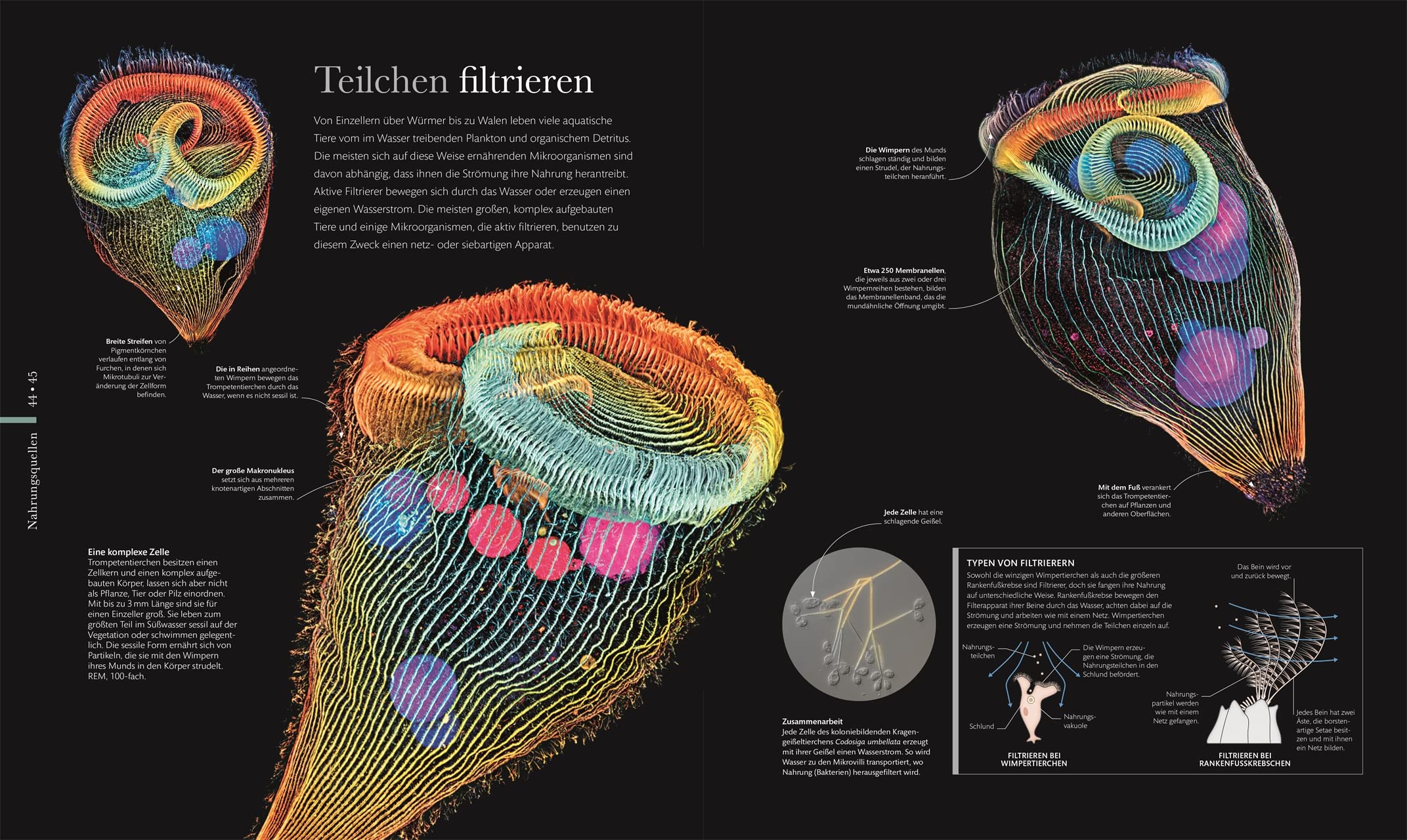 Mikrokosmos - Wunderwelt der kleinsten Lebewesen: Mikroskopbilder und atemberaubende Makrofotografien illustrieren die unsichtbare Welt unseres Mikrokosmos (DK Wunderwelten)