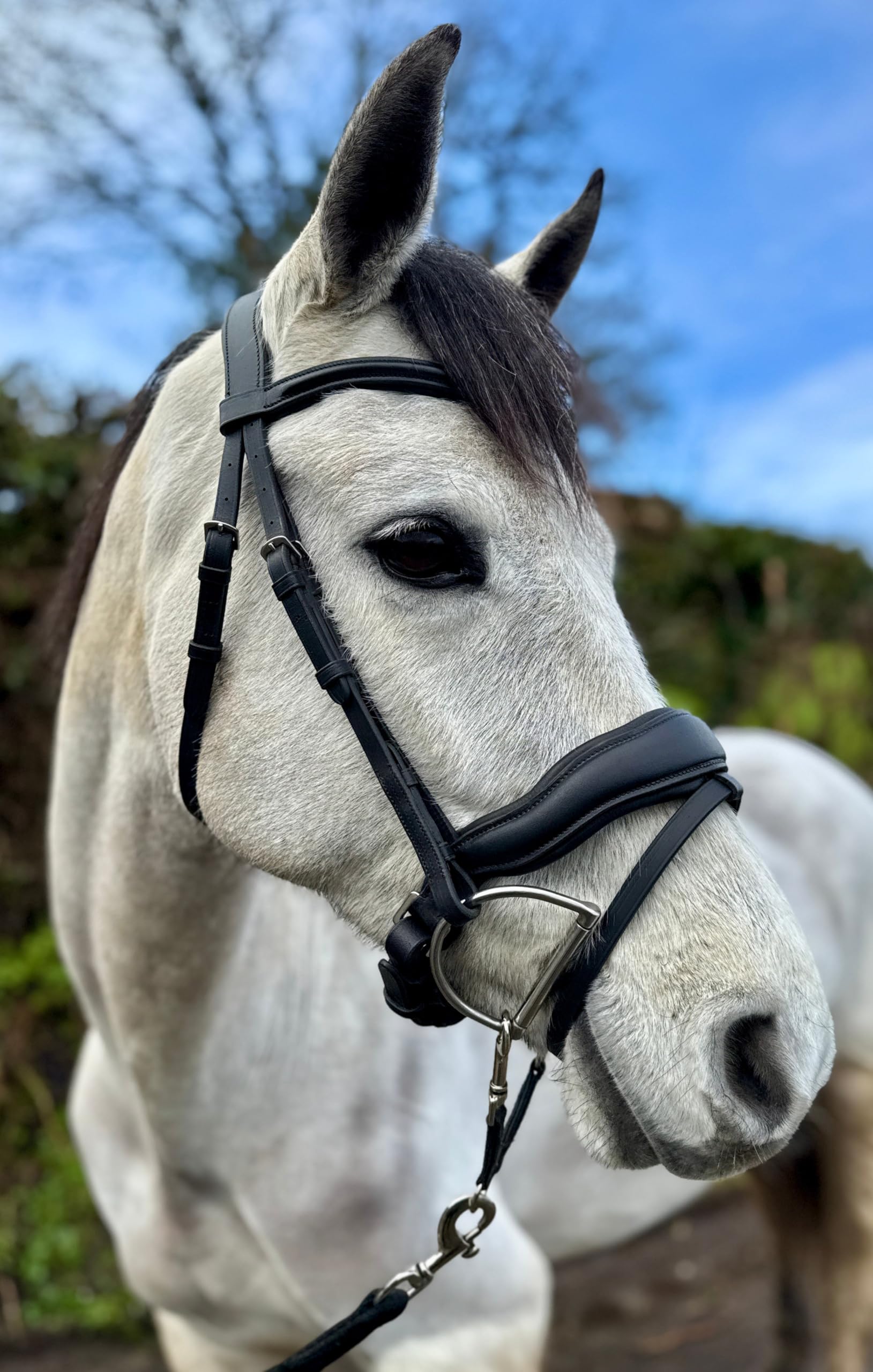Serenity Poll Relief Comfort Flash Snaffle Bridle-Shetland/Pony/Cob/F Brown / Shetland