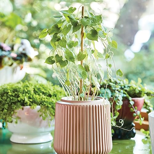 Miniatura 9 de Modern Sprout Kit de cultivo de flores de cerámica, jardín interior, juego de inicio de semillas, hidropónico (gloria de la mañana)