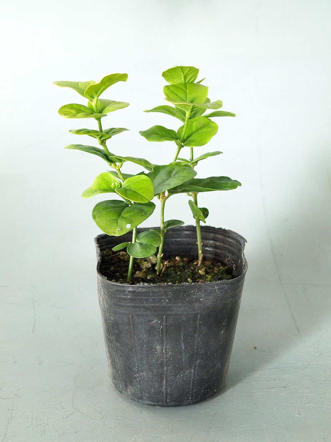 Amazon はなみどり バラ咲き香りジャスミン マツリカ ピカケ 花苗 1ケース 24株入り Diy 工具 ガーデン