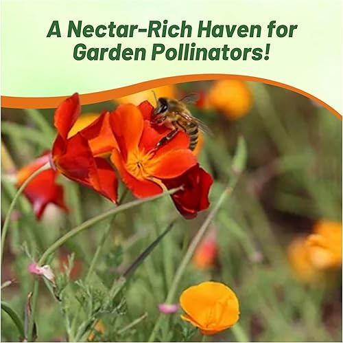 Miniatura 7 de Outsidepride 100 semillas anuales Eschscholzia California Poppy Copper Pot Garden Flower Seeds