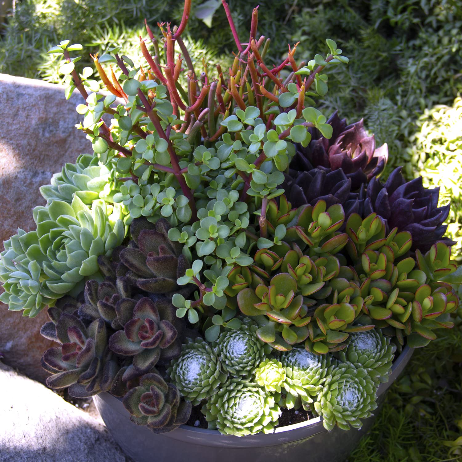Amazon.com : Altman Plants, Crassula Ovata Jade Plant Live Succulent Plant, Money  Tree Plant Indoor Live Succulents Plants Live Plants, Jade Plants Live  Indoor Potted Money Plant Indoor Plants Live Houseplants :