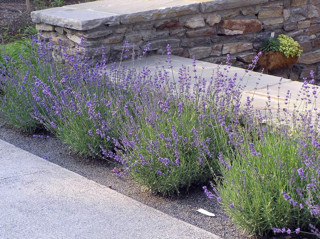Stauden Gänge 100 x Lavandula angustifolia 'Hidcote Blue' Echter Lavendel | Blaue Staude für Sonne, Blüte Juli bis August, mehrjährig, 9x9 cm Topf
