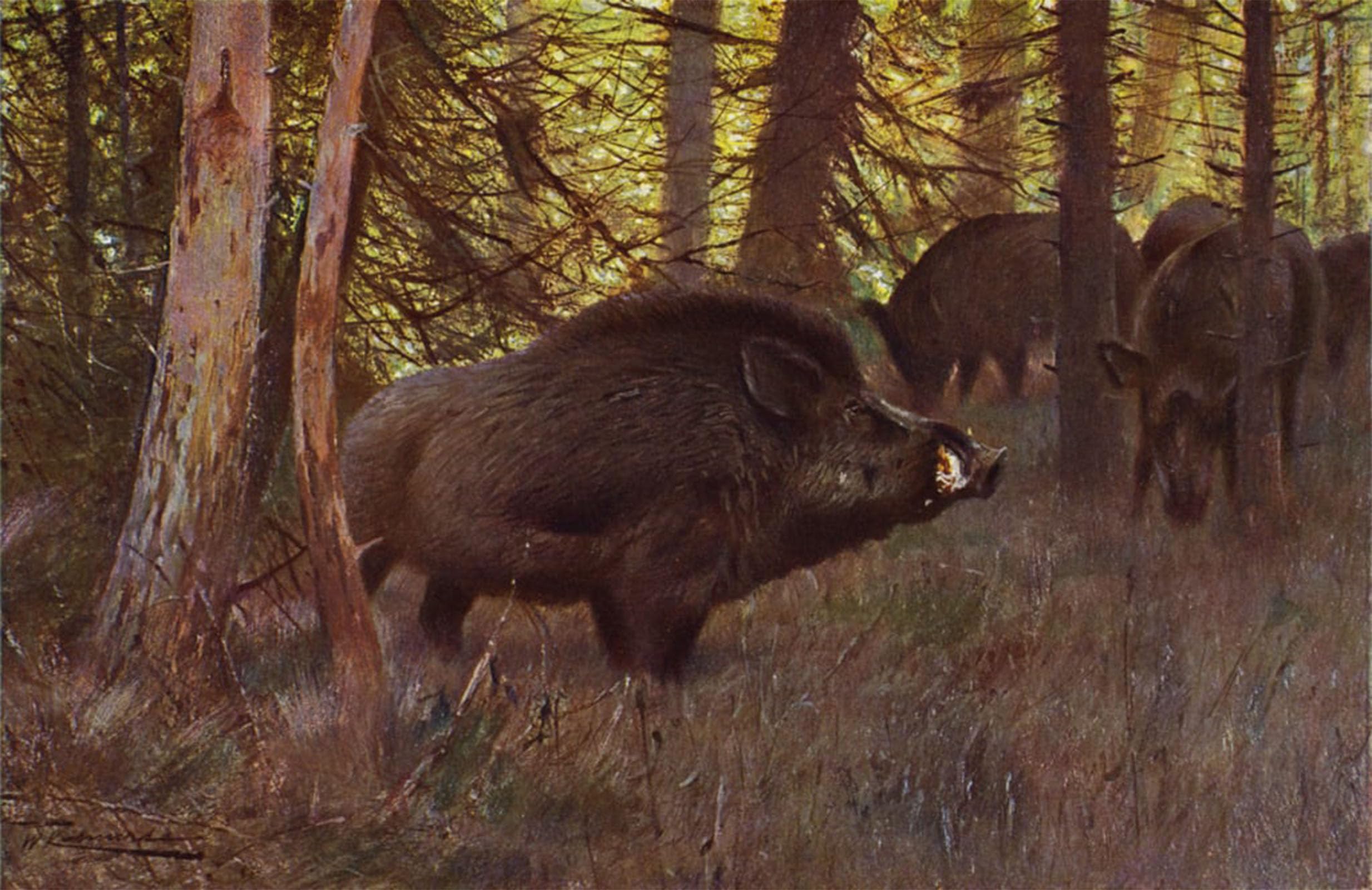 SERENDIPITP Vintage Wall Art Canvas Nordic Poster Canvas Print Picture Wild Swine by After Wilhelm Kuhnert Wall Art Poster for Home Decor 60x90cm