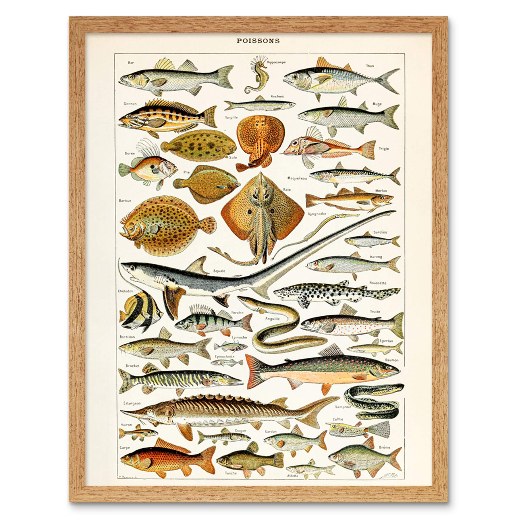 Artery8 Millot Encyclopedia Page Fish Shark Ray Art Print Framed Poster Wall Decor 12x16 inch