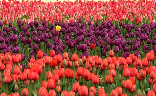 Miniatura 4 de Mezcla de tulipanes perennes, 20 bulbos de otoño grandes para plantar, varios colores