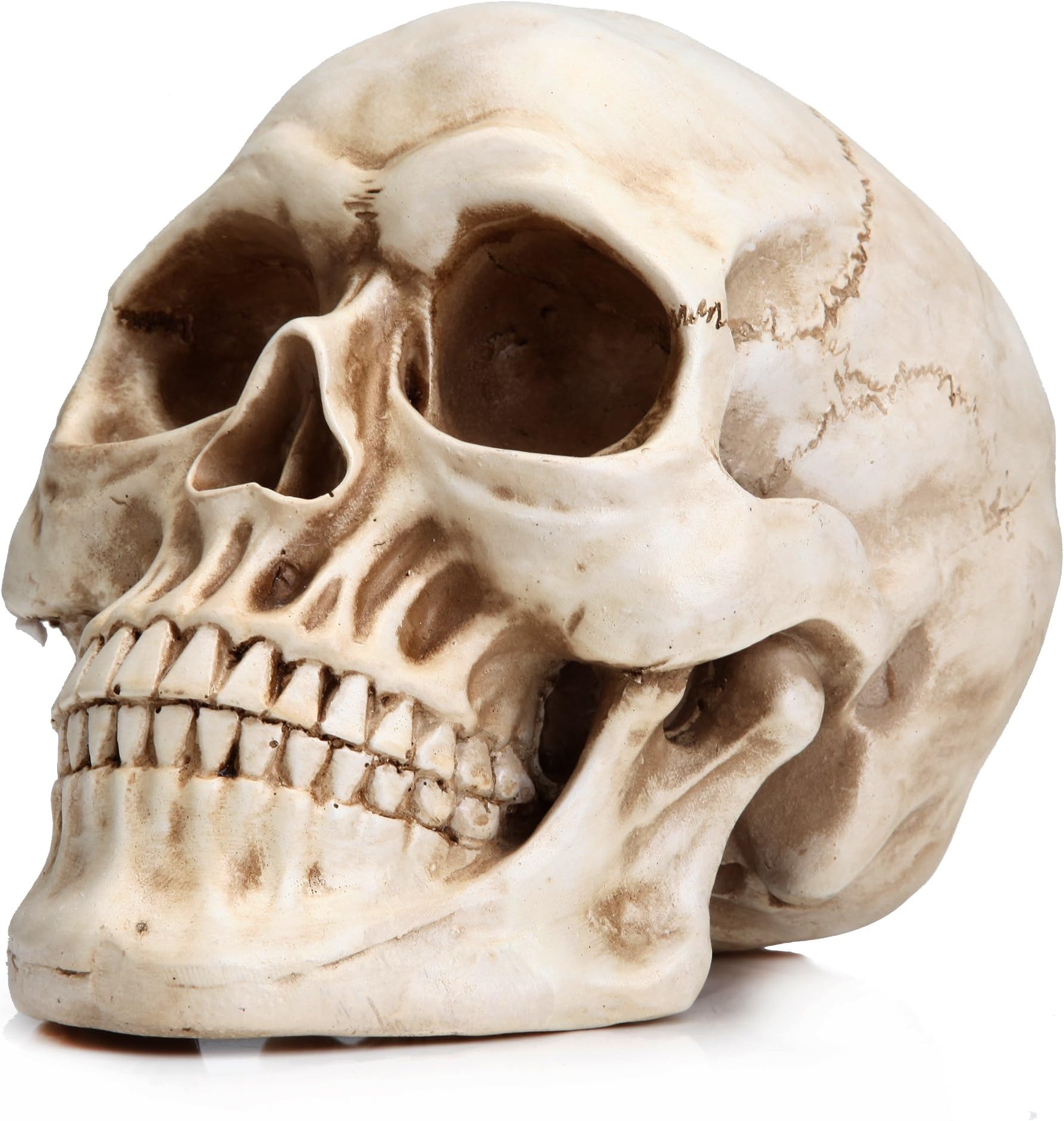 READAEER Life Size Skeleton Replica Realistic Human Skull Head Bone Model (Normal)