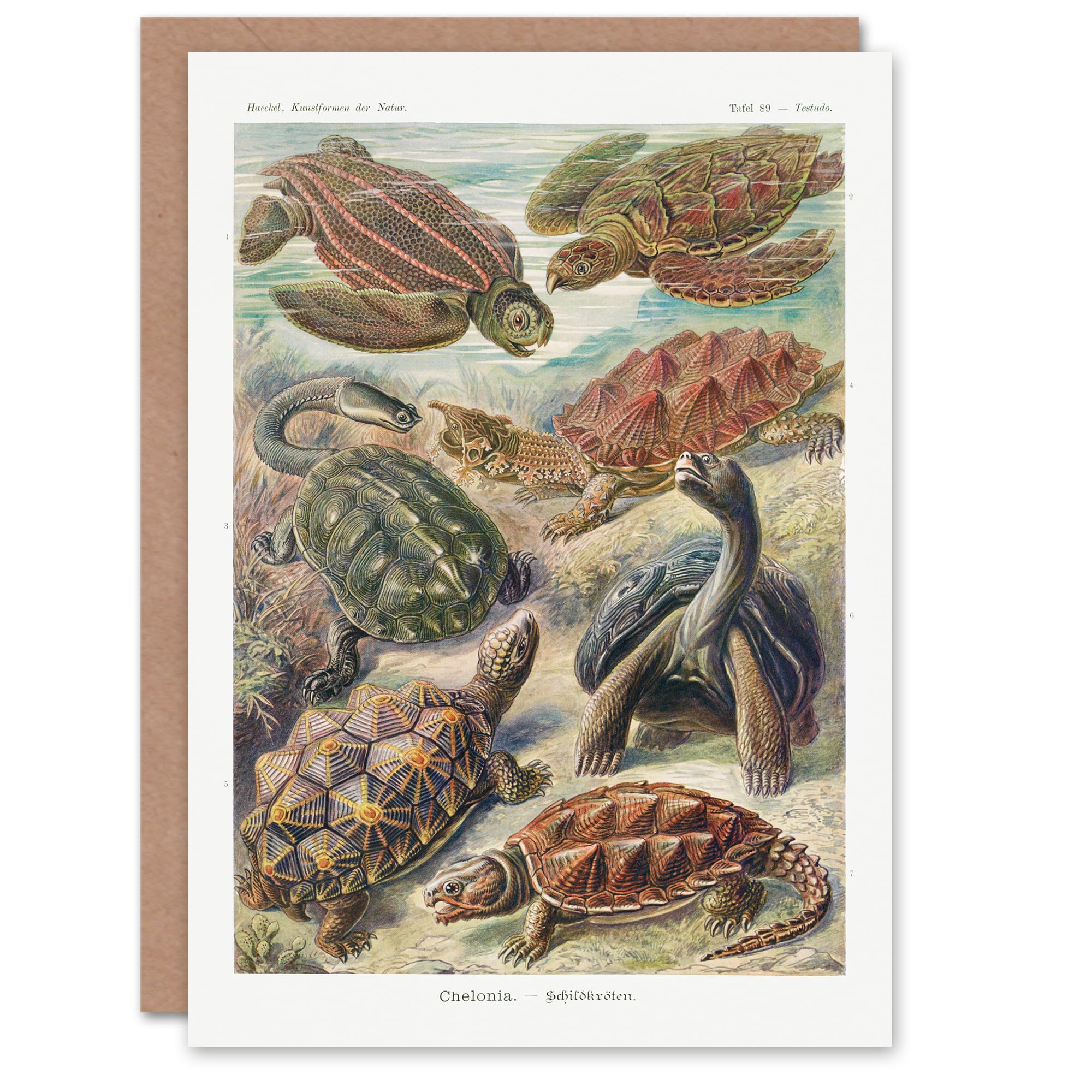 Artery8 Ernst Haeckel Art Card Chelonia Turtles Vintage Illustration