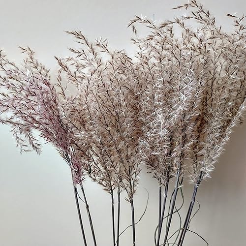 Miniatura 6 de Más de 30 semillas de césped ornamental de Miscanthus Flame Grass (hierba de llama de Miscanth), resistentes, perennes, versátiles, sin OMG,