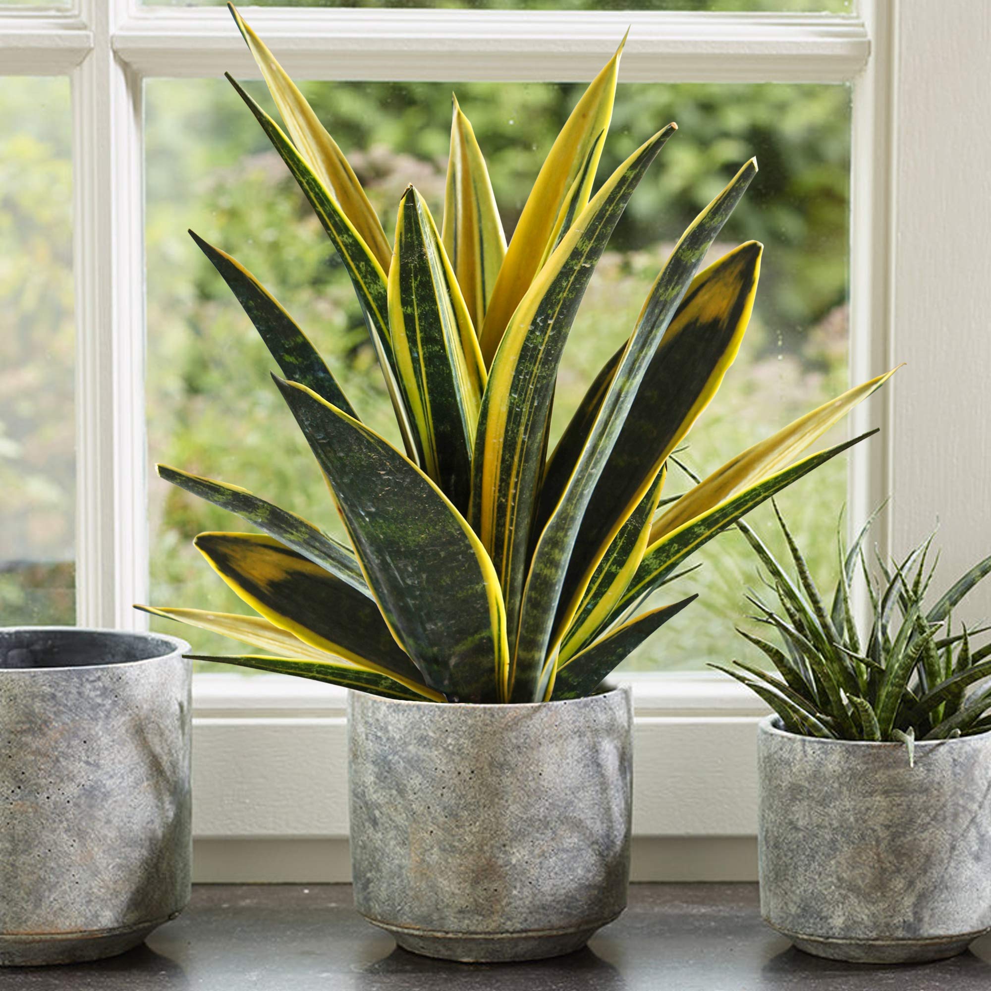 30-40cm Potted Sansevieria Golden Flame | Home or Office Plant Gift for Sale