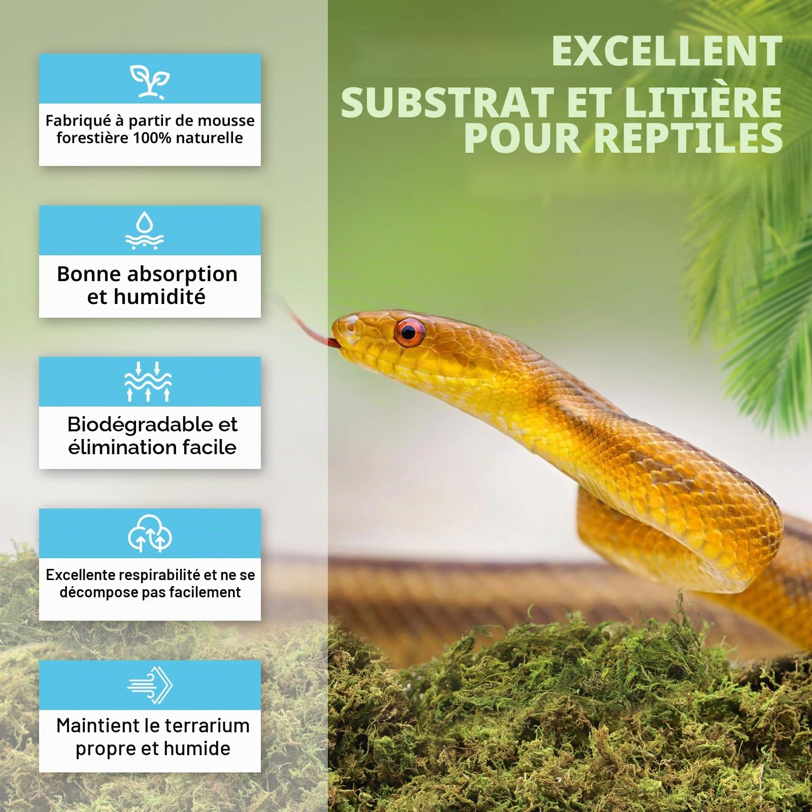 Riare Mousse de sphaigne Naturelle de qualité supérieure pour Reptiles - Mousse Verte Vivante pour Terrarium, éclosion, substrat de sphaigne forestière pour Serpents, Gecko (200g)