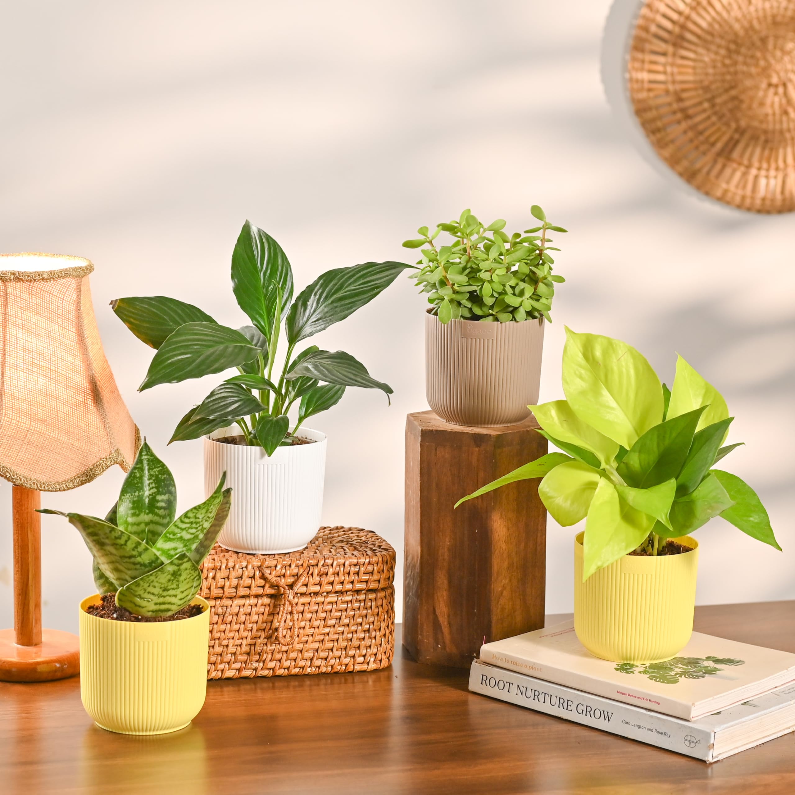 UGAOO Combo of 4 Indoor Plants with Ibiza Pot – Money Plant Golden (Yellow), Jade (Mocca), Peace Lily (White) & Snake (Yellow) | Low-Maintenance Home & Office Decor for Living Room, Bedroom & Desk-image-48