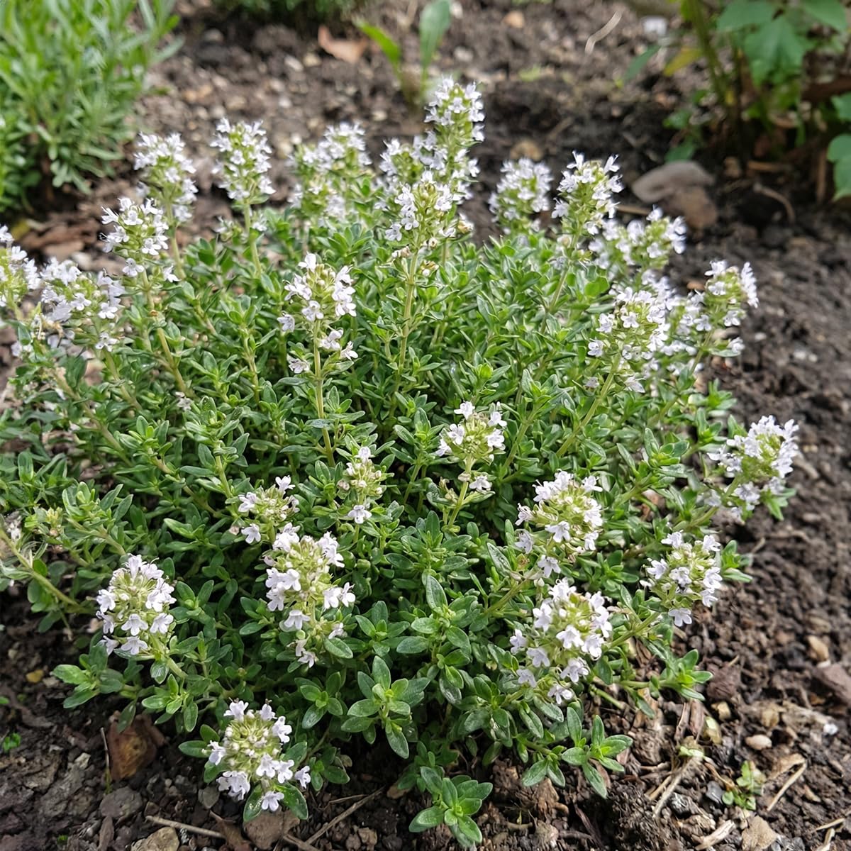 Bloomique - Set di 6 - Thymus vulgaris - Timo vero - Resistente all'inverno - Piante da balcone - Piante aromatiche - Profumate - Altezza 10-20 cm - Vaso 9 cm