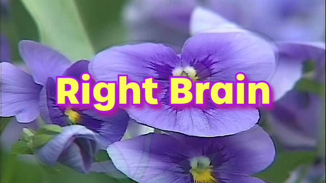 Amazon.com: Brainy Baby: Right Brain : Artist Not Provided: Movies