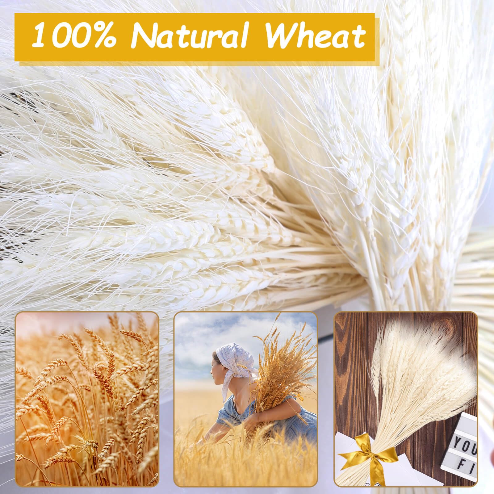 150 Steli Di Grano Bianco Essiccato Naturale – 45 Cm. Perfetti Per Decorazioni Boho, Centrotavola Rustici, Bouquet Da Sposa E Lavoretti Fai Da Te. Simbolo Di Prosperità.
