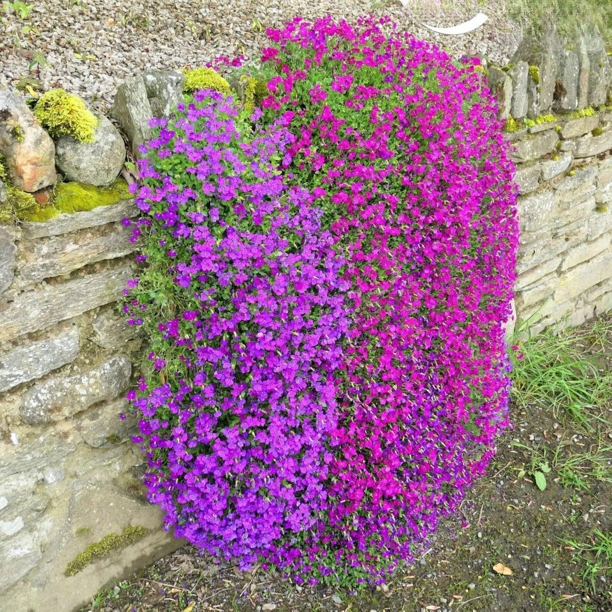 Rock Cress Cascade Purple - 300 Seeds + freebie + Plant tag (Aubrieta ...