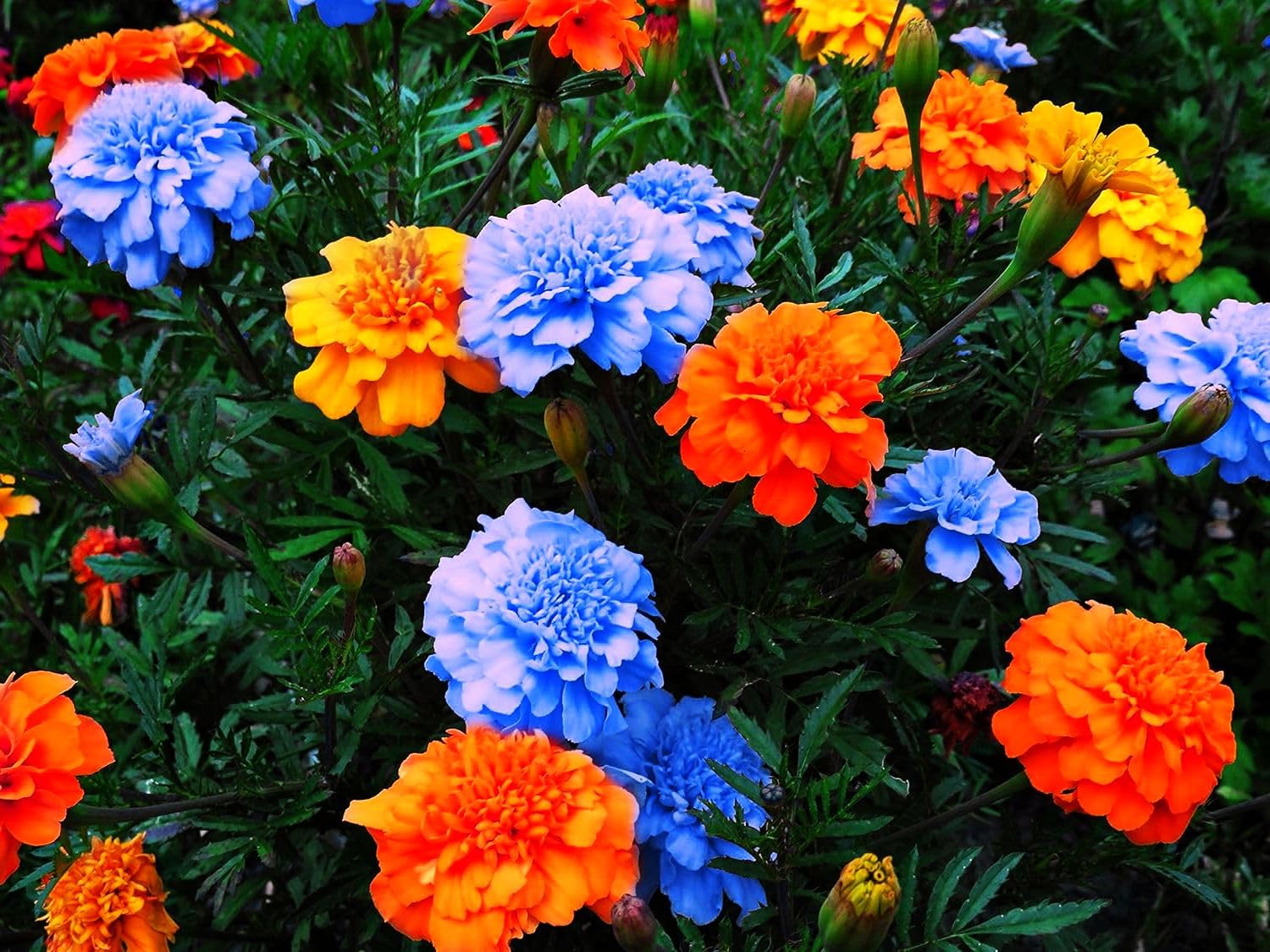 French and African Marigold Seeds - Assorted Color Mix Containers & Landscapes -200 pcs Seeds