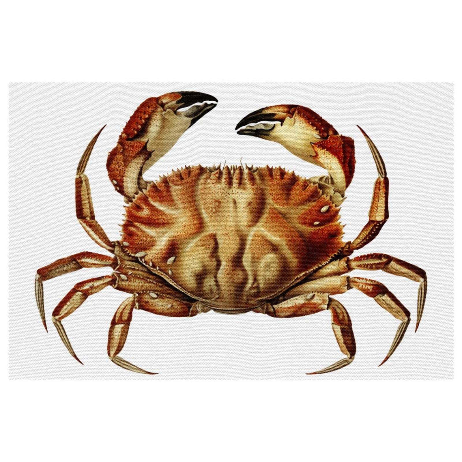 Set de table crabe Dungeness antidérapant : cadeau idéal lot de 6