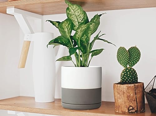 Miniatura 6 de Maceta de Cerámica con Agujero de Drenaje y Platillo, Maceta Redonda con Forma Cilíndrica, Interior