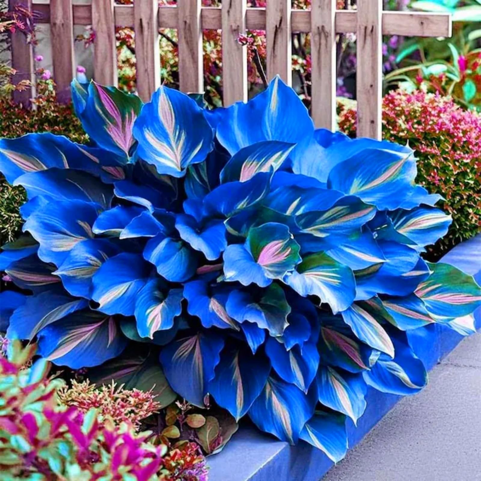 Rare Hostas for Planting UK, Hardy Perennial, Excellent Display, Mix Greening Flower, Natural Organic, Wedding, Balcony Garden-4 Bulbs-I — image 1