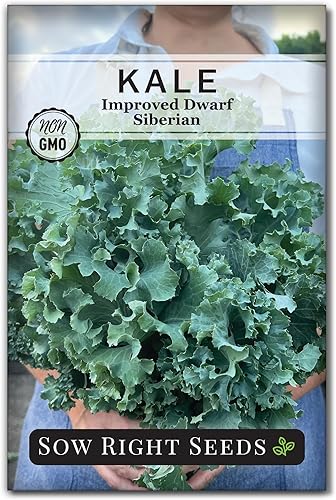 Sow Right Seeds - Semilla de col rizada mejorada siberiana enana para plantar - Paquete de reliquia sin OMG con instrucciones para plantar un huerto