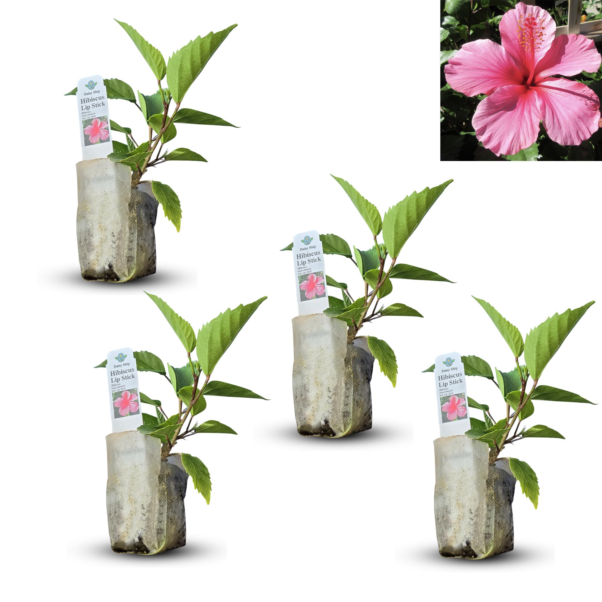 Pink Hibiscus Live Plant