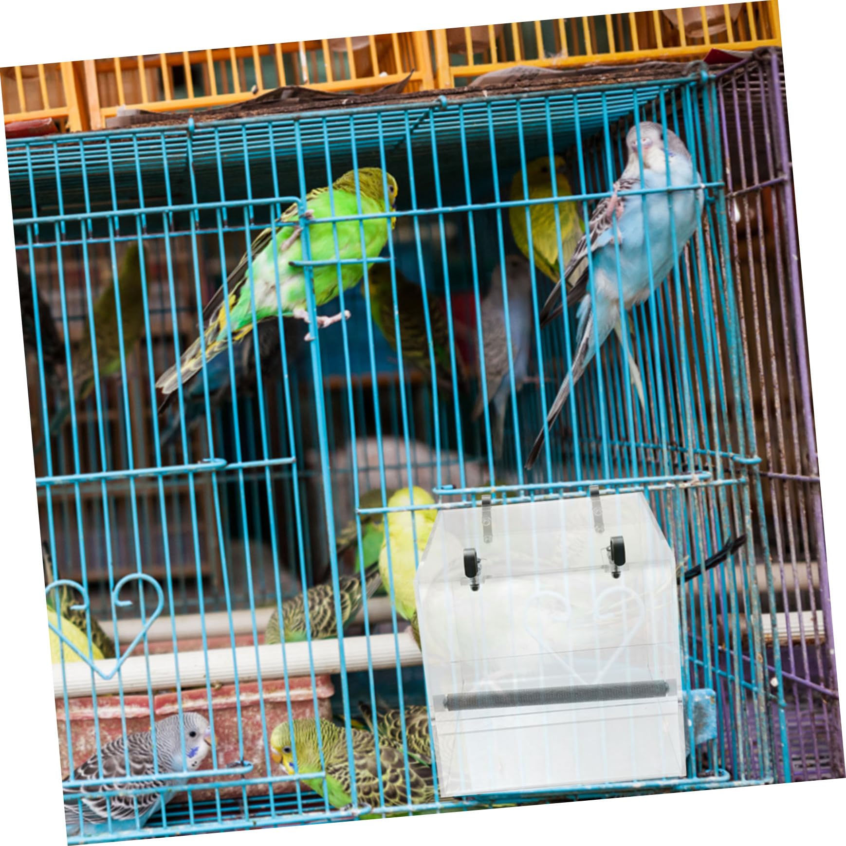 KOMBIUDA Mangeoire Automatique Oiseaux Bol Plastique pour Cage Perroquet Facile à Installer et Nettoyer