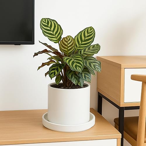 Miniatura 3 de D'vine Dev Moderno platillo redondo de cerámica de 10 pulgadas, bandeja de drenaje para plantas de interior, blanco mate, 97-TY-10W