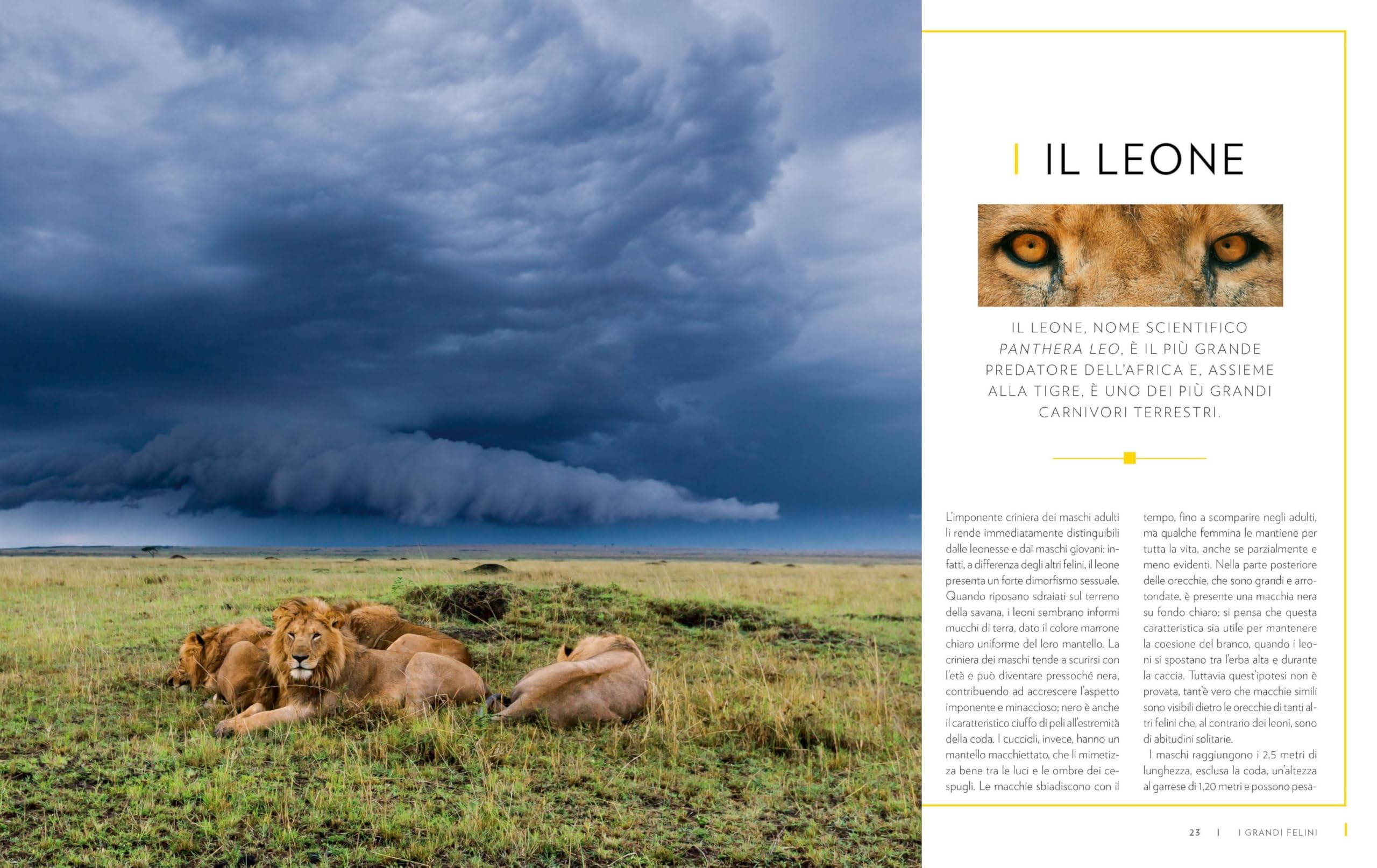 Animali della savana. Il pianeta vivente