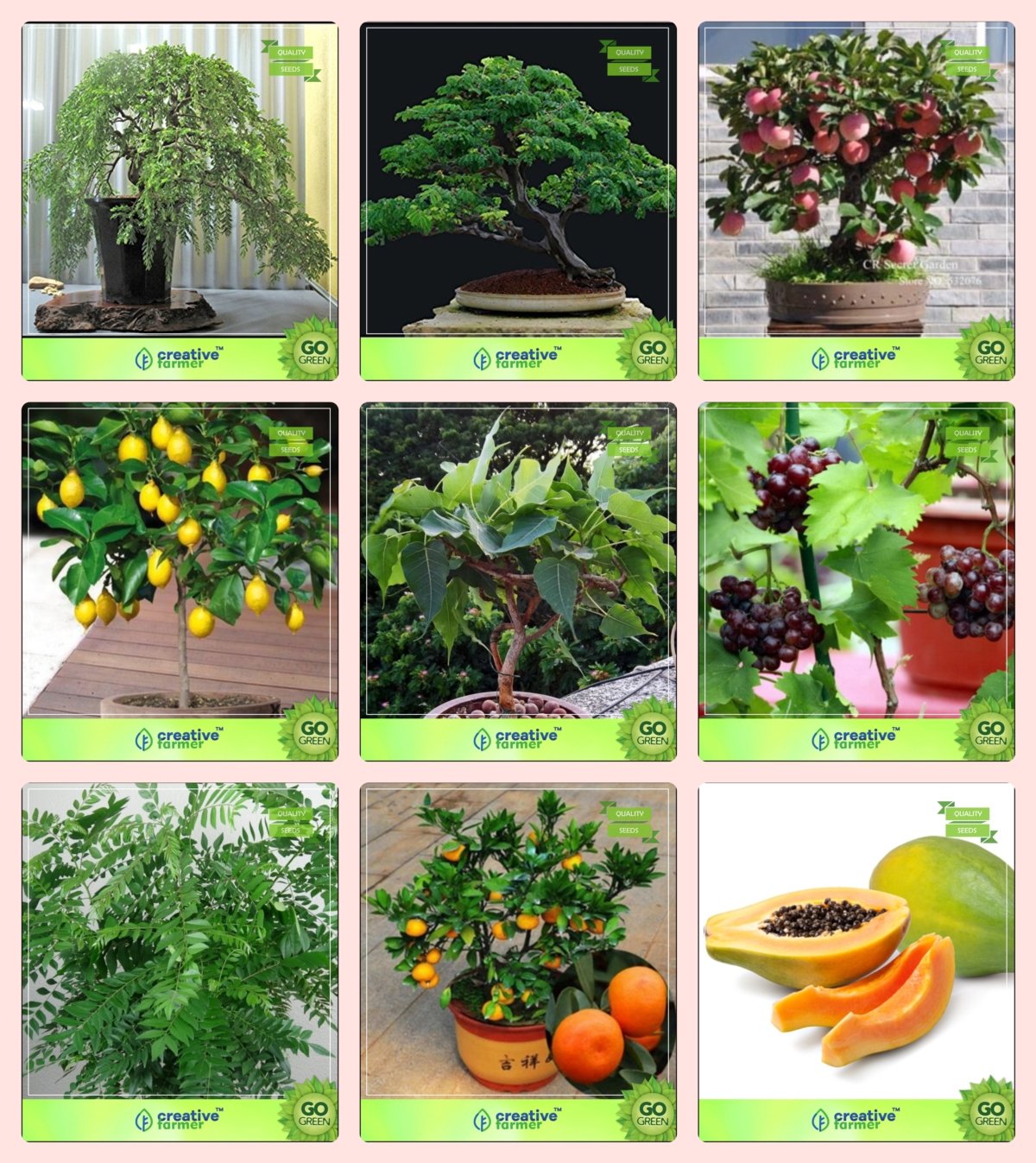 See full amazon price history chart for Creative Farmer Bonsai Suitable Seeds : Fruit And Plant Combo Combo Peltophorum, Albizia Saman, Apple, Lemonficus Religiosa,Grape,Curry Plant,Orange,Papaya Garden Seeds Pack By Creativefarmer Creative Farmer Bonsai Suitable Seeds : Fruit And Plant Combo Combo Peltophorum, Albizia Saman, Apple, Lemonficus Religiosa,Grape,Curry Plant,Orange,Papaya Garden Seeds Pack By Creativefarmer (B076M9WB7D) Amazon Price History, Amazon Price Tracker