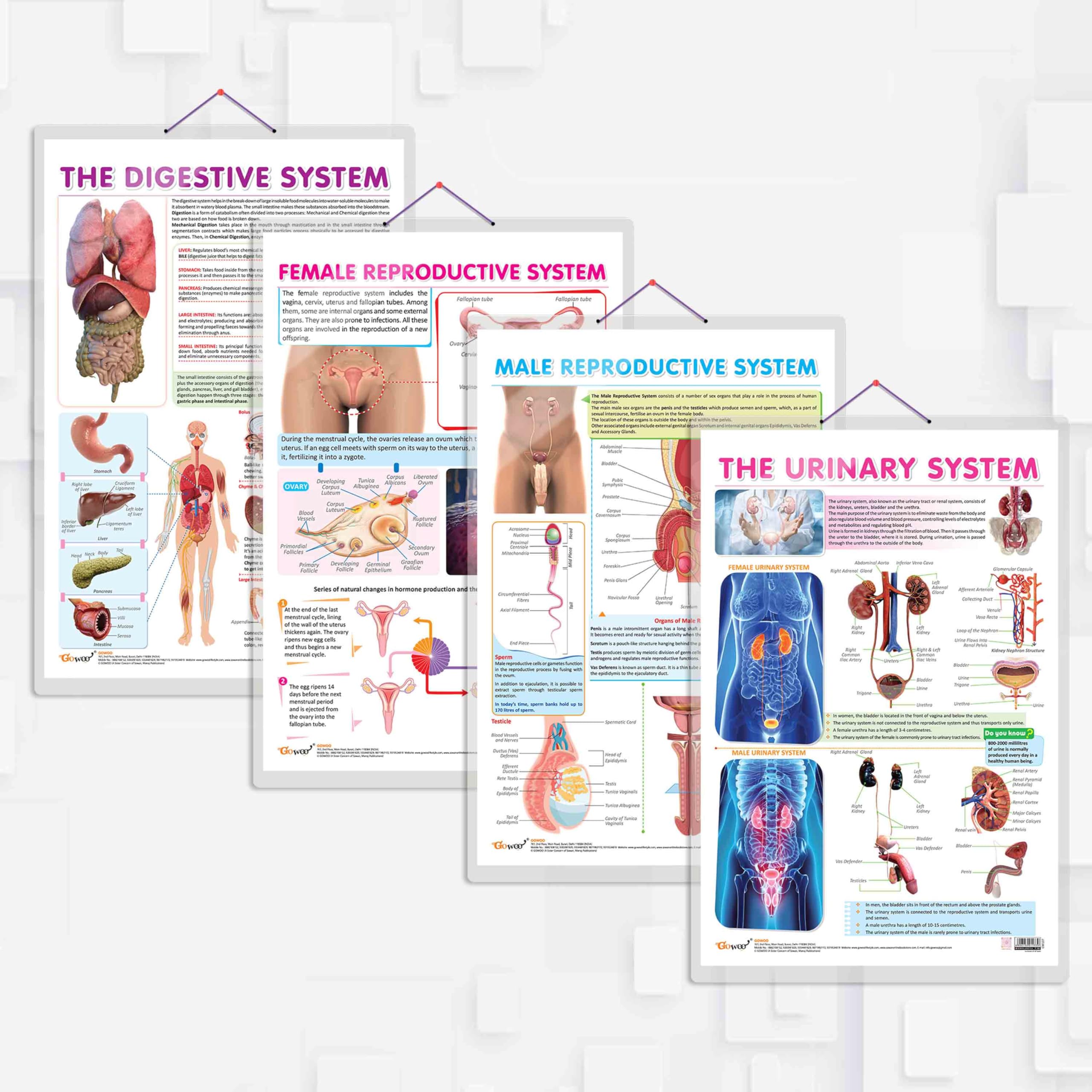 THE URINARY SYSTEM, MALE REPRODUCTIVE SYSTEM, FEMALE REPRODUCTIVE SYSTEM and THE DIGESTIVE SYSTEM chart | combo of 4 charts | A Complete Guide to Human Anatomy: Urinary, Male & Female Reproductive, and Digestive Systems (B0CS9T3T73) Amazon Price History, Amazon Price Tracker