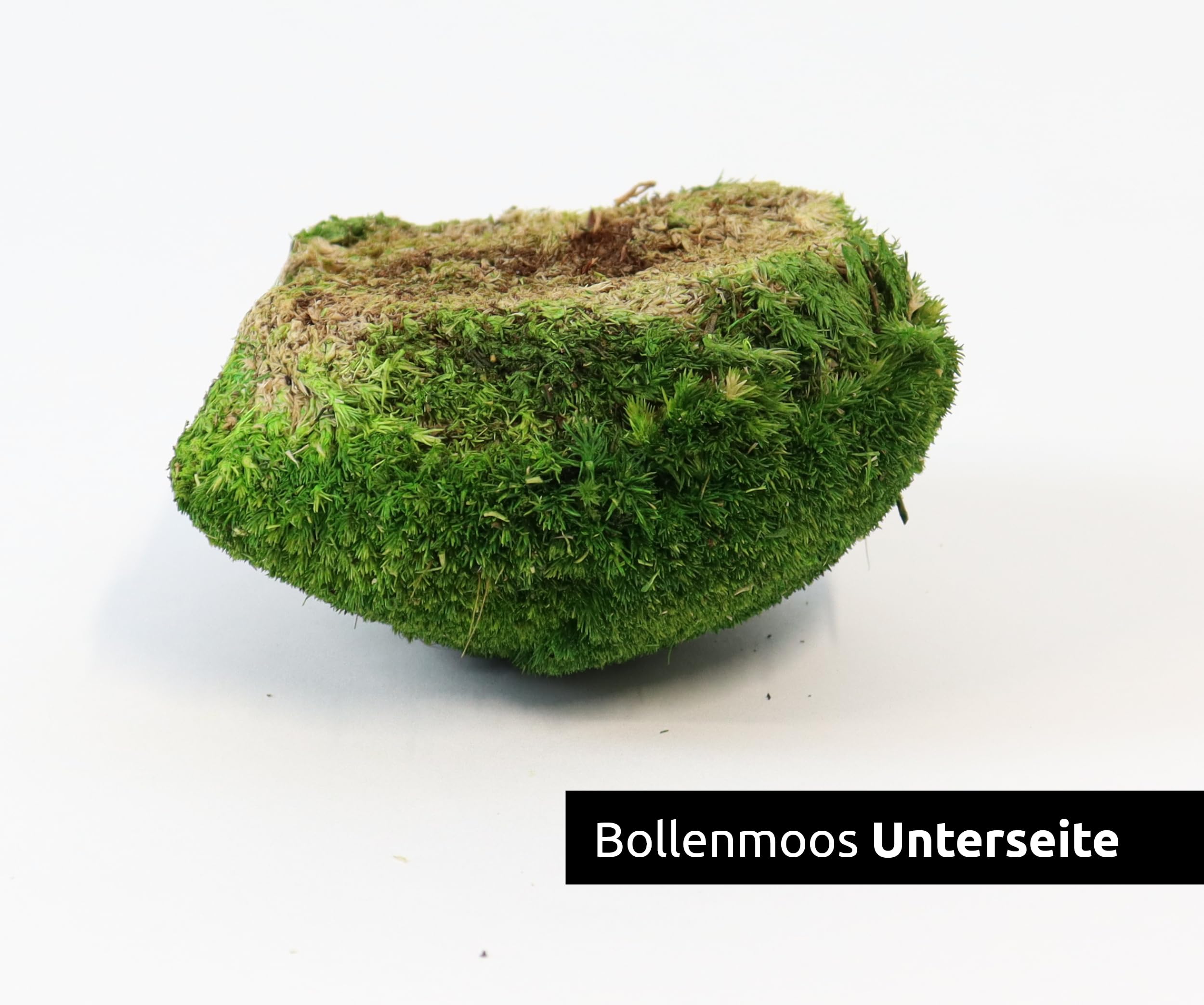 Bollenmoos konserviert für Moosbilder Dekomoos Kugelmoos Premium Qualität Dunkelgrün, Artikelgewicht: 0.25