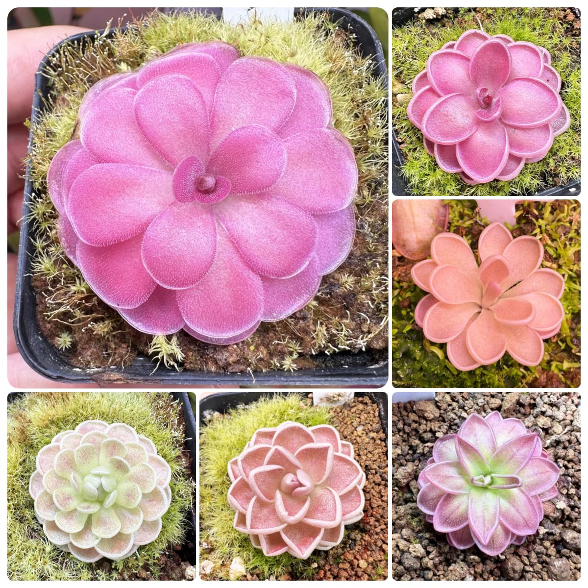 Fettkraut fleischfressende pflanze samen, pflanzen für sonnige plätze，garten deko zimmerpflanzen，gartendeko für draußen bonsai samen，deko garten einfach zu Pflanzen，pflanzen für 150pcs