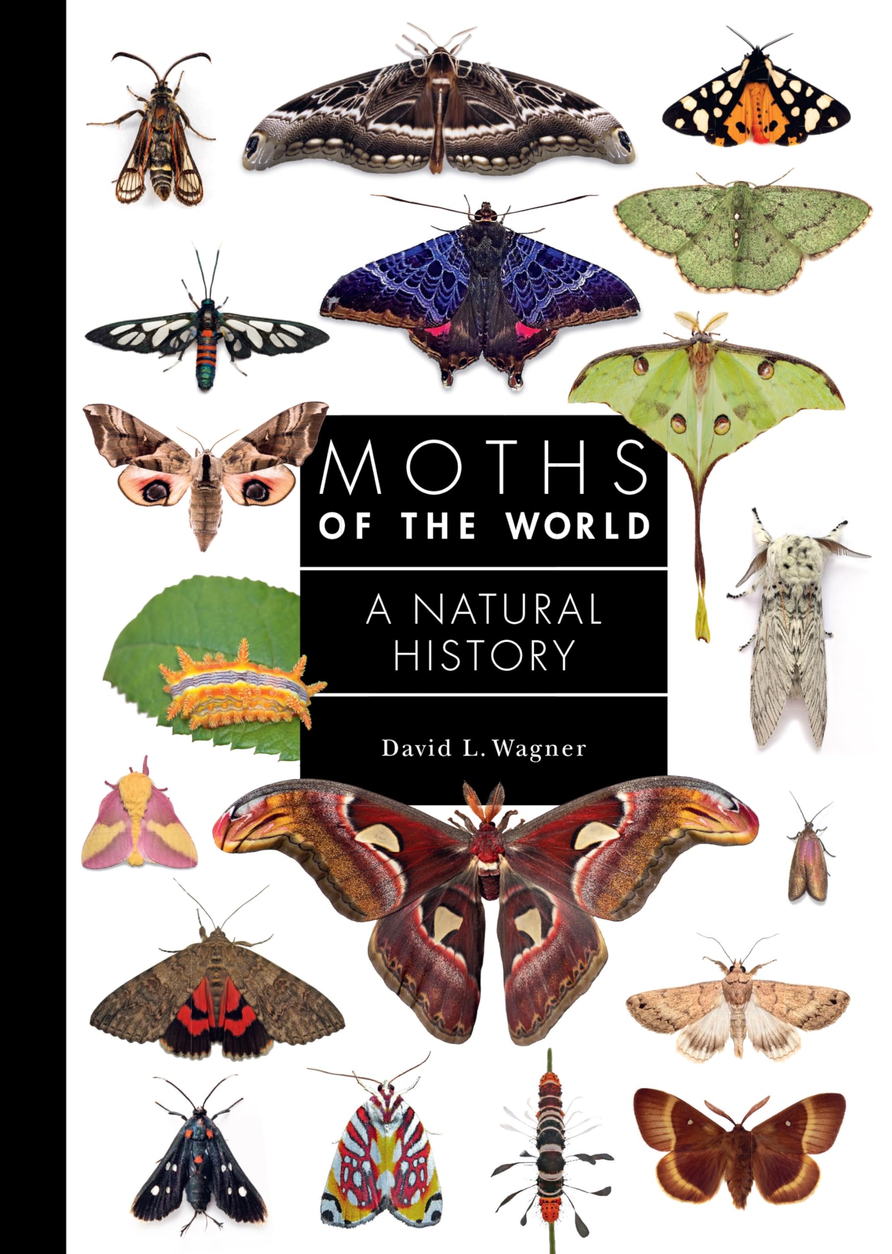 Moths of the World by David L. Wagner - 9780691248288