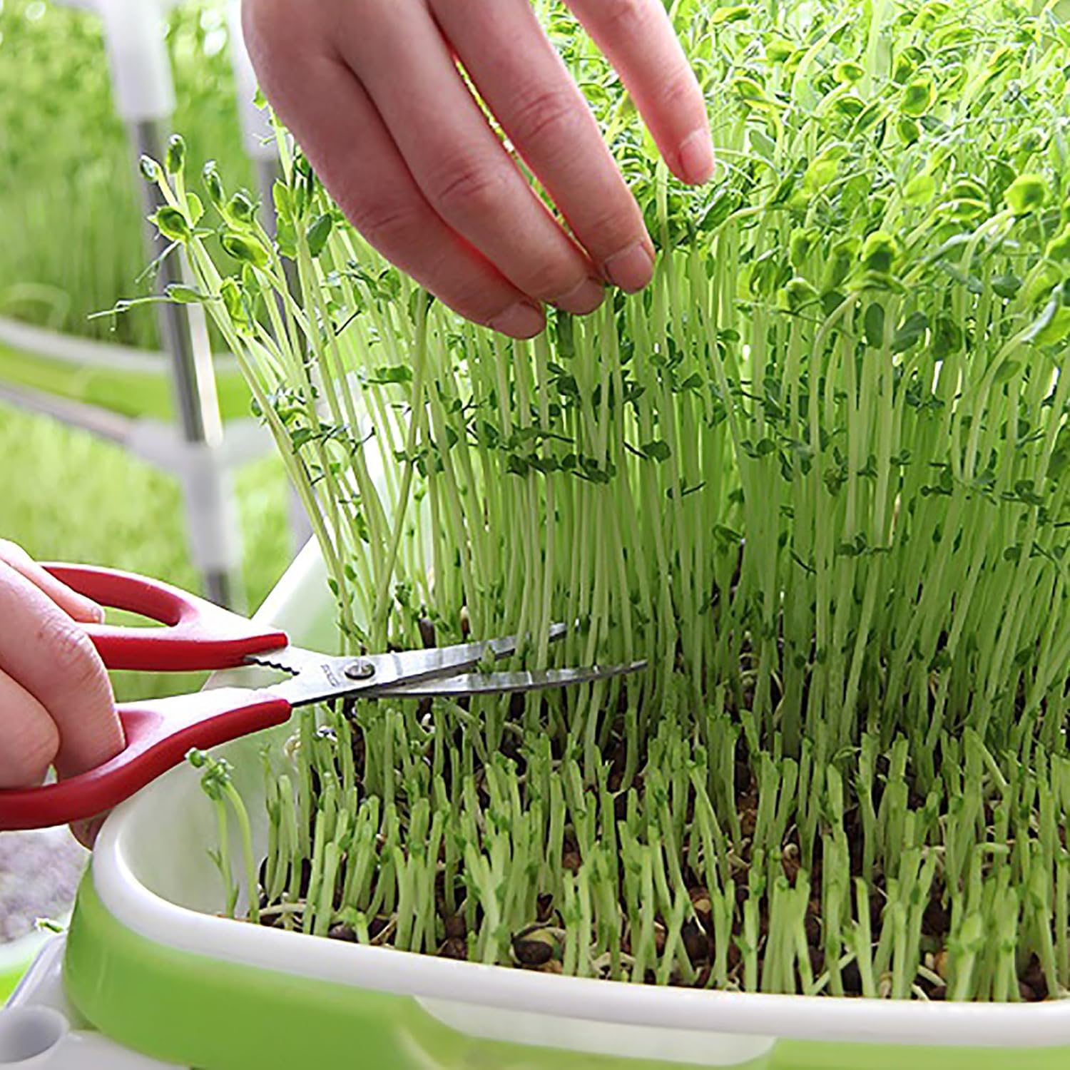 Plateau de germination de graines pour semis de blé et herbe - Pot de culture sans sol pour germination des graines - Gris foncé moyen