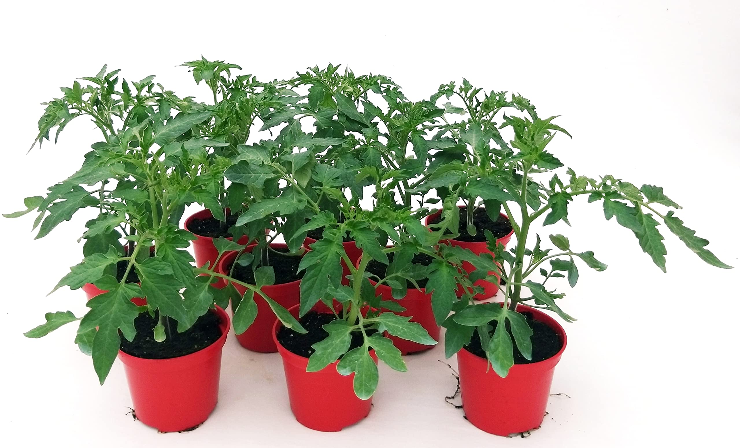 POWERS TO FLOWERS - POMODORO CILIEGINO BIO 9 PIANTE, Vaso 10cm, piante vere