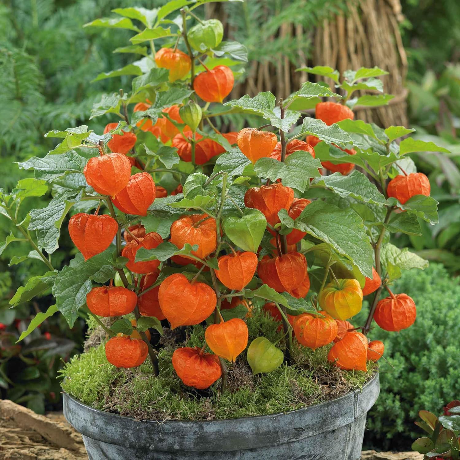 Eden Brothers Chinese Lantern Seeds