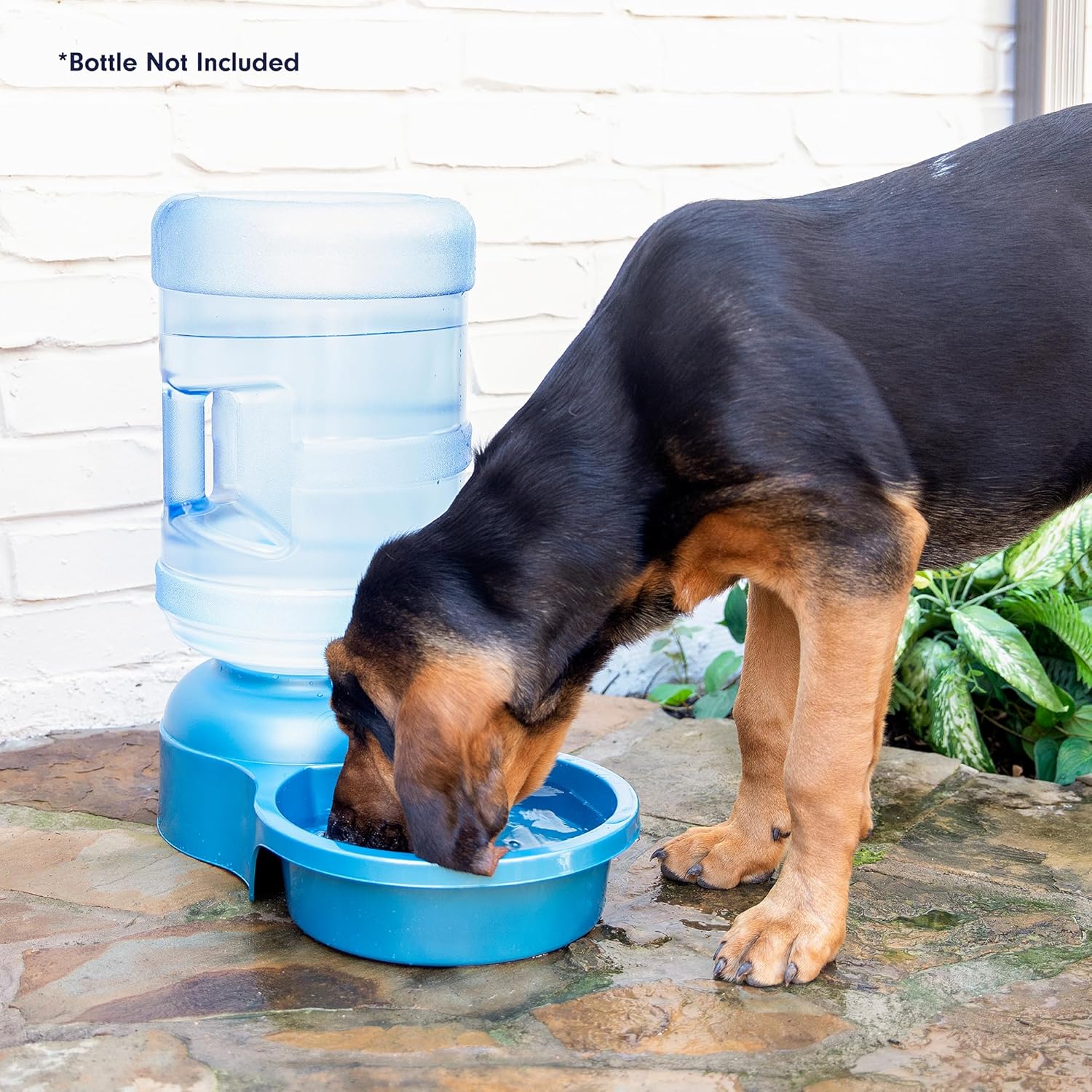 Hydrate Your Pets: A Review of the Petmate Big Blue Outdoor Water Bowl