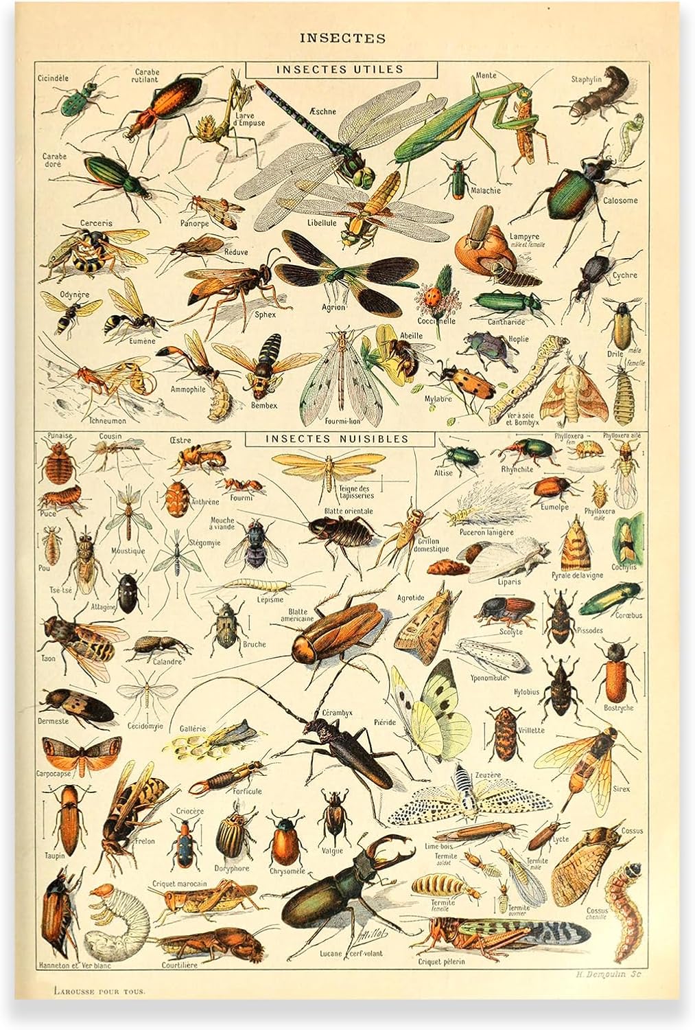 Amazon.com: Vintage Insect - Entomology Identification Reference Chart ...