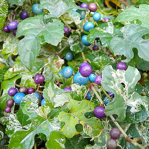 Miniatura 2 de QAUZUY GARDEN - 20 semillas de uva silvestre bayas de porcelana pimienta Amur y enredadera planta ornamental perenne resistente a las heladas y de