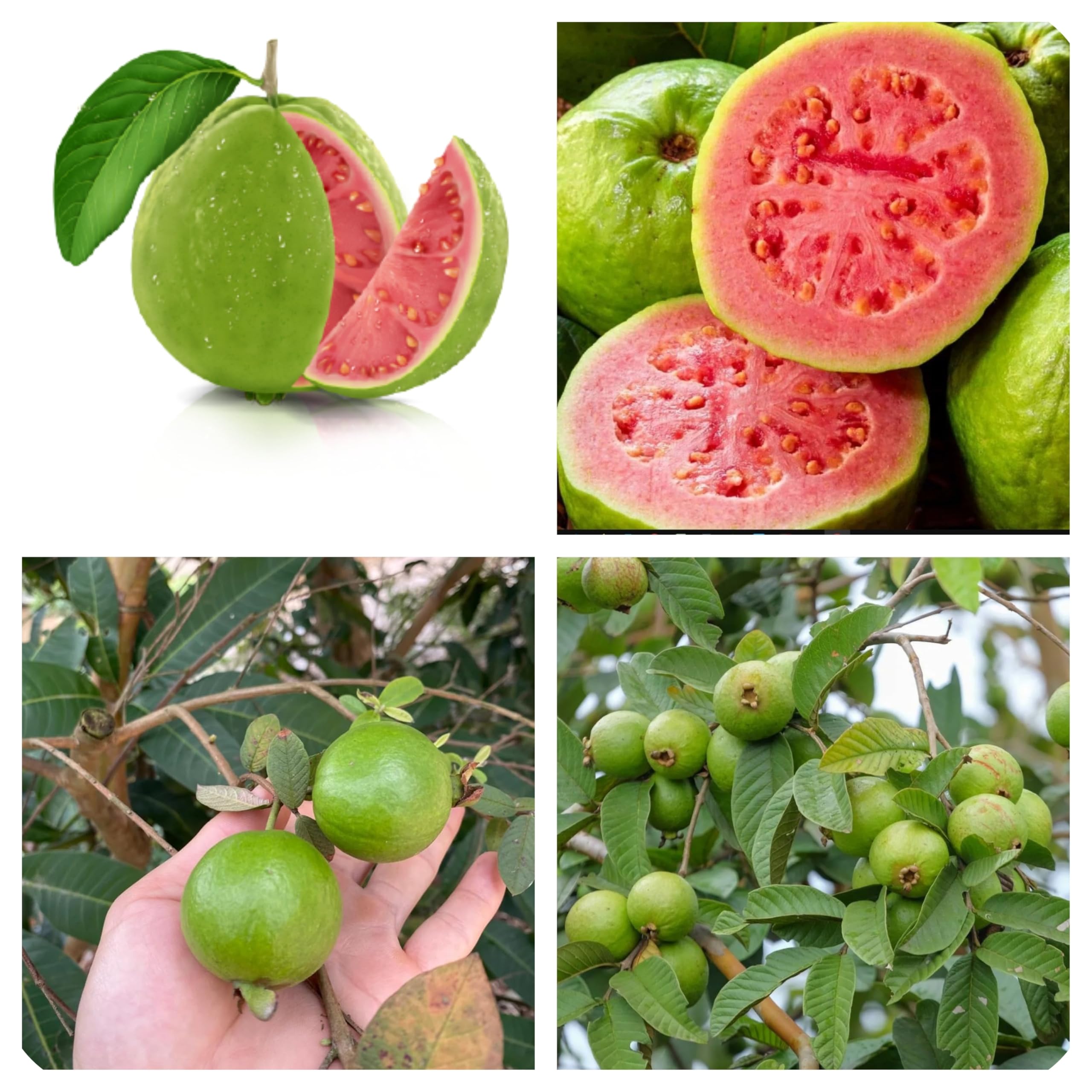 Semi Del Frutto Di Guava - Italia - Foto 7