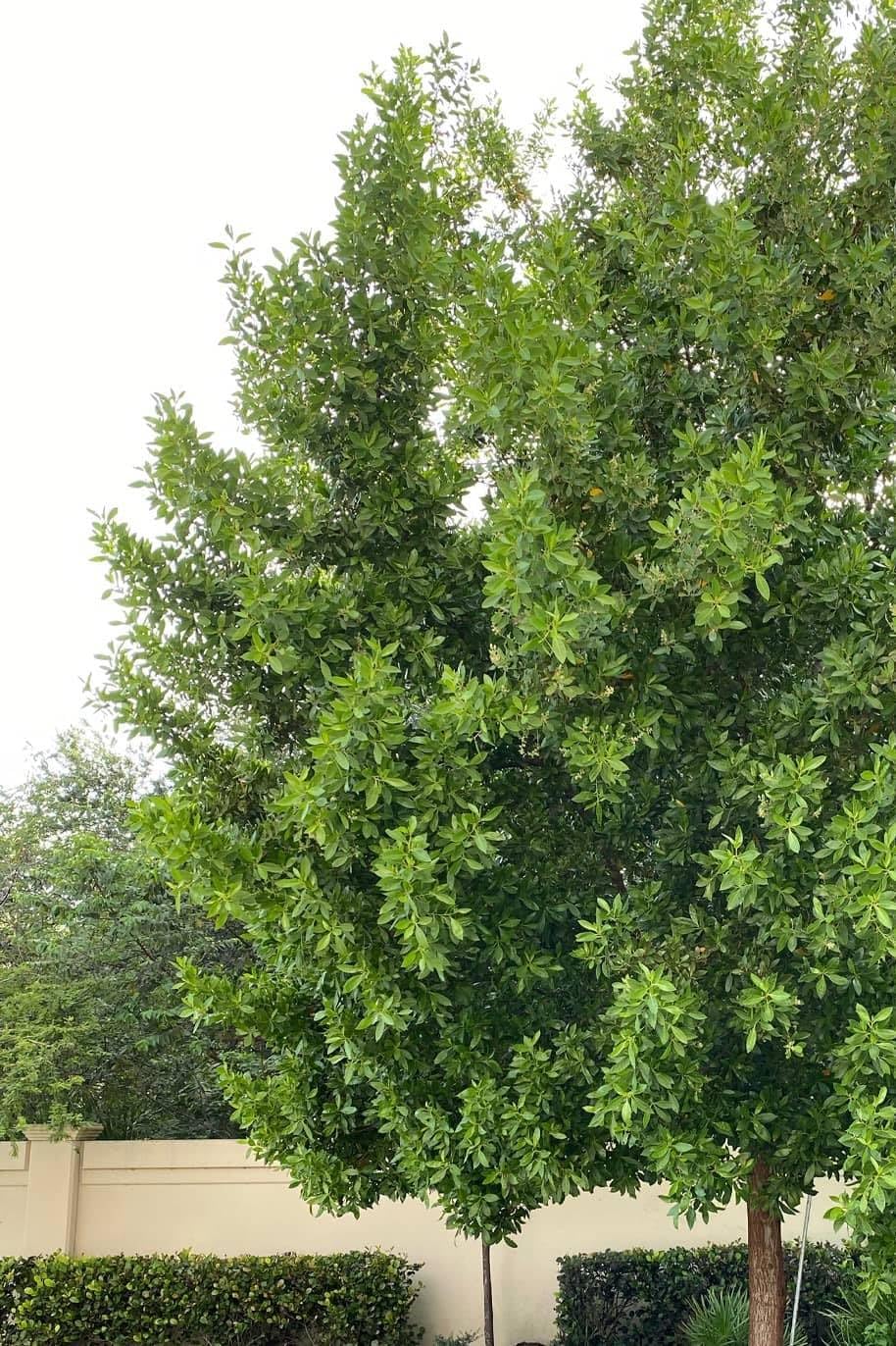 Conocarpus Damas Tree Seeds – Perfect for Hedges and Windbreaks 5gm in a pack
