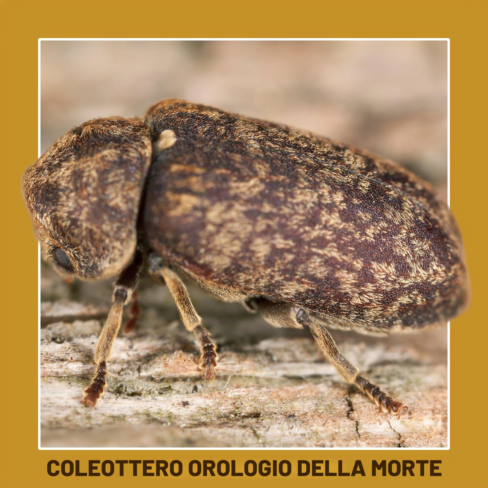 Soluguard Antitarlo – 5 Litri – Trattamento Antitarlo e Antitermiti per Legno, Pronto all’Uso, ad Alta Concentrazione, Formula Trasparente