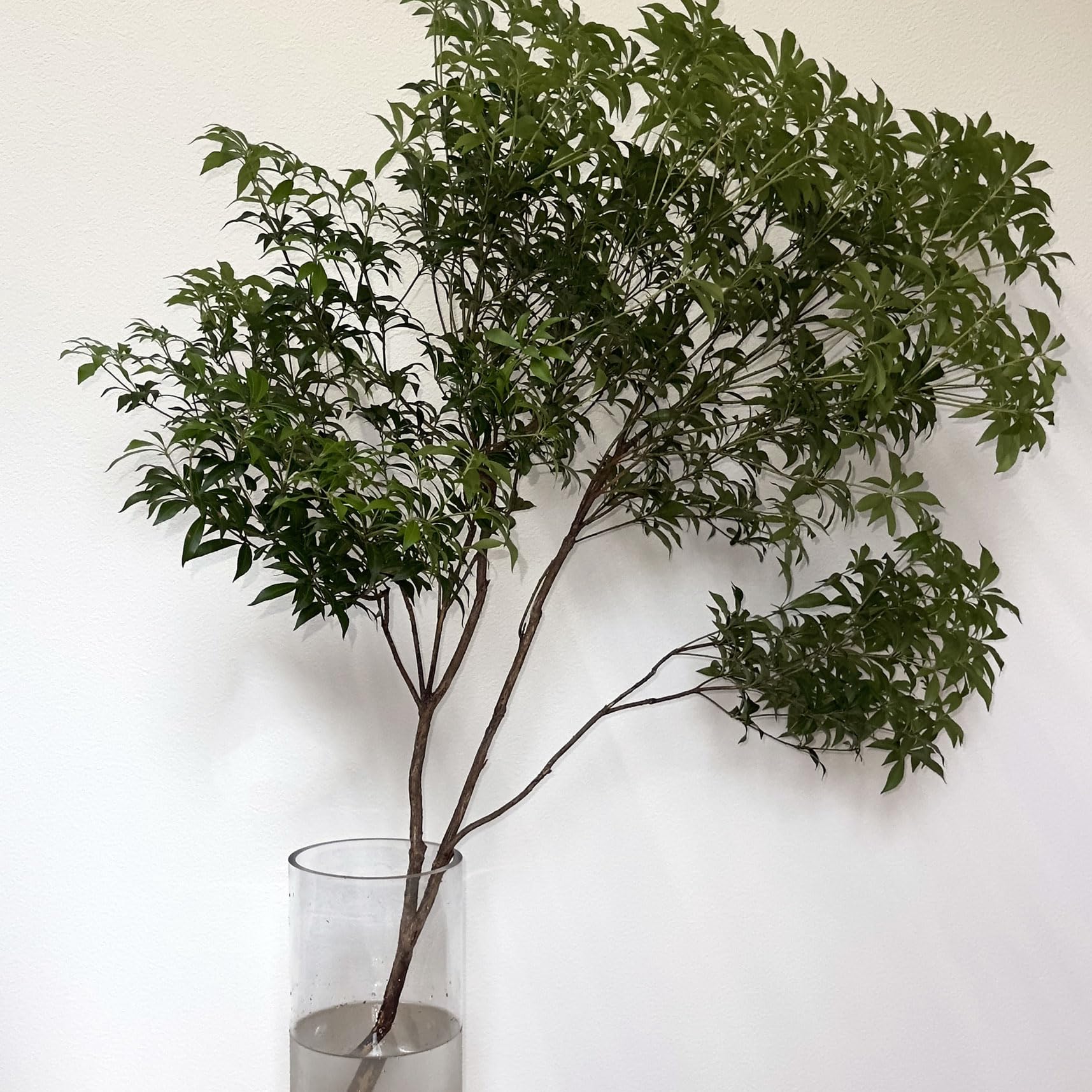 Amazon｜【1月15日以降のお届け】花木屋 アセビ 枝もの 枝物 生花